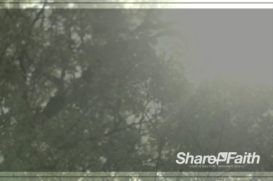 Swaying Trees Church Worship Video Background
