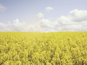 Field of Flowers Church Worship Background