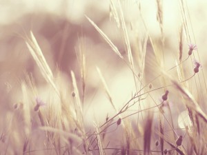 Vintage Field Church Worship Background