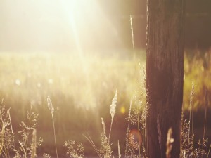 Wooden Post in the Field Worship Background