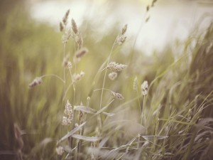 Windy Field Church Worship Background