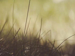 Gentle Blades of Grass Worship Background