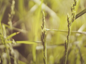 Green Field Church Worship Background