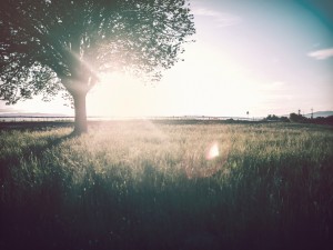 Tree Standing in a Field Worship Background