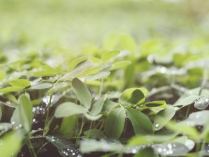 Water Drops on a Clover Field Worship Background