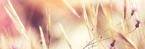 Authentic Faith Harvest Church Website Banner