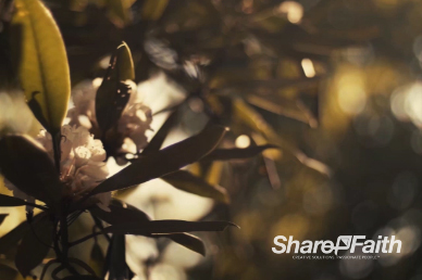White Cherry Blossom Tree Branch Motion Worship Background Loop