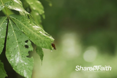 Leaves In The Breeze Nature Video Background