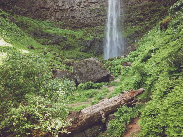Forest Falls Creation Church Worship Background