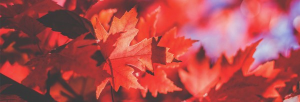 Happy Thanksgiving Wishes Church Website Banner