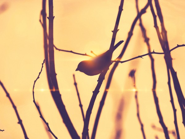 Free At Last Religious Worship Background