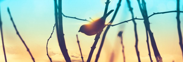 Free At Last Church Website Banner