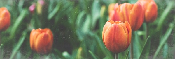 Spring Forward Tulip Church Website Banner