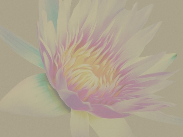 Generosity Lily Bloom Worship Background