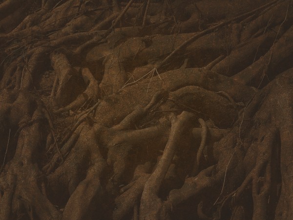Rooted Parable Of The Sower Worship Background