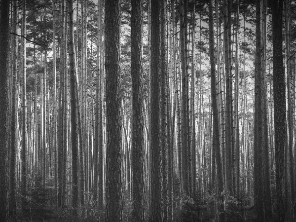 Black And White Trees Worship Background