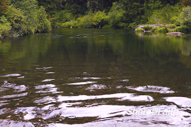Forest Creek Church Motion Background