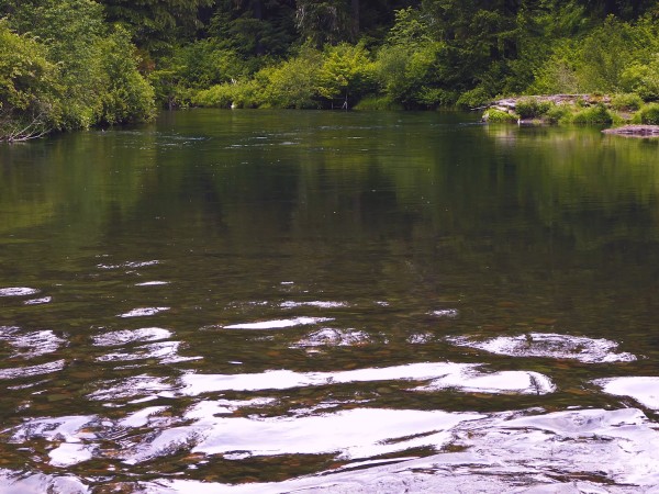 Forest Creek Christian Worship Background