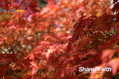 Red Fall Foliage Nature Video Background