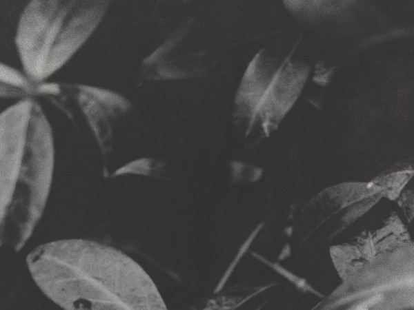 Black And White Leaf Worship Background