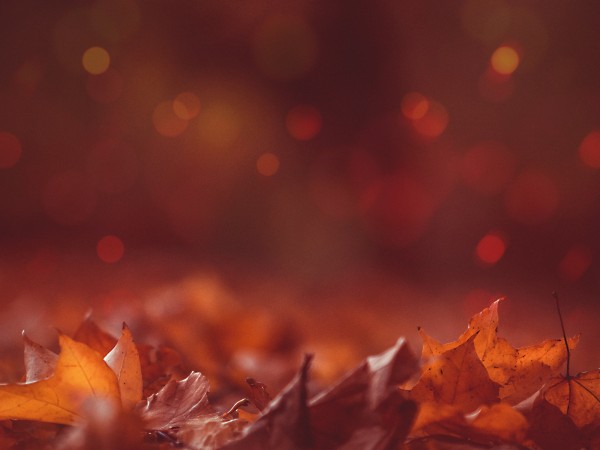 Autumn Leaves Bokeh Worship Background
