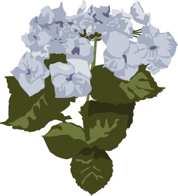 Close Up of Blue Hydrangea Blooms