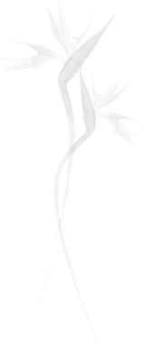 Birds of Paradise Watermark