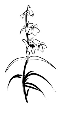 Sketch of Penstemon Stalk