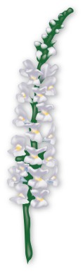Blooming White Snapdragon in Springtime