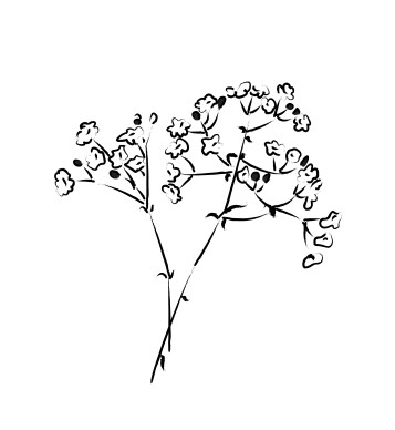 babies breath bouquet accent