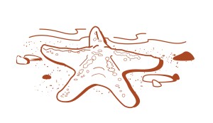 Starfish on the Seashore