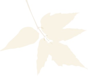 leaves on Branch Fall