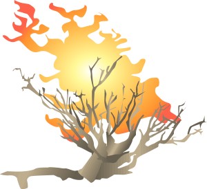 The Burning Bush of Mt. Sinai