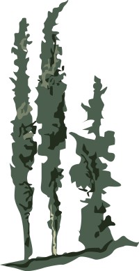 Row of Italian Cypress