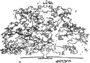 Black and White outline Maple Tree