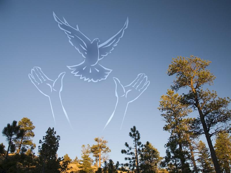 Arms Reaching for Bird