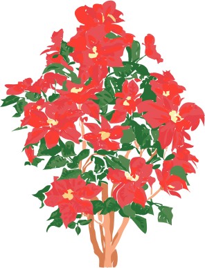 Prolific Poinsettia Plant