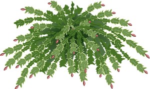 Christmas Cactus Plant