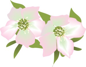 Pink Lily Blossoms