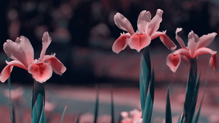 Mother's Day Garden: 10