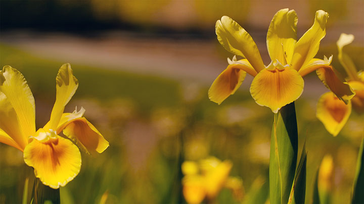 Mother's Day Garden: 11
