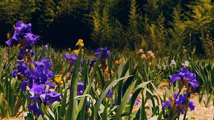 Mother's Day Garden: 12
