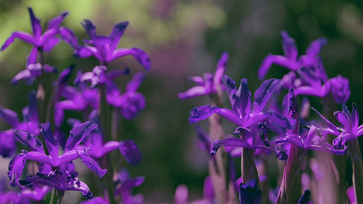 Mother's Day Garden: 1