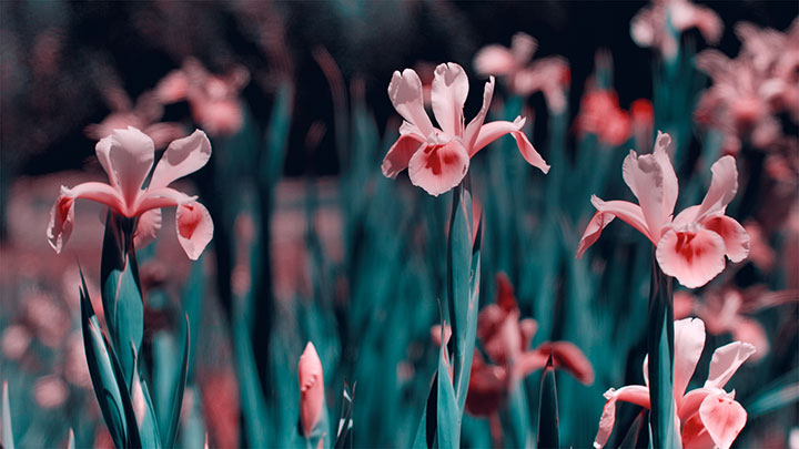 Mother's Day Garden: 2