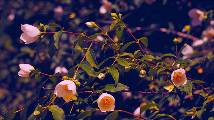Mother's Day Garden: 3