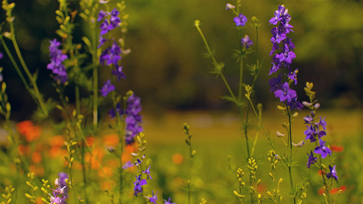 Mother's Day Garden: 7