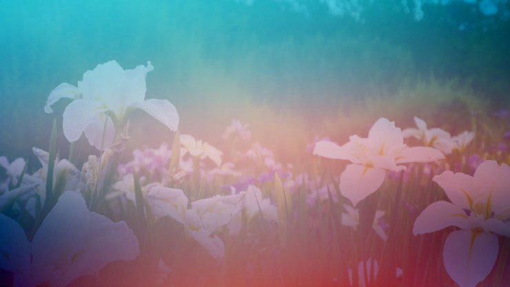 Wildflower Collection: 10