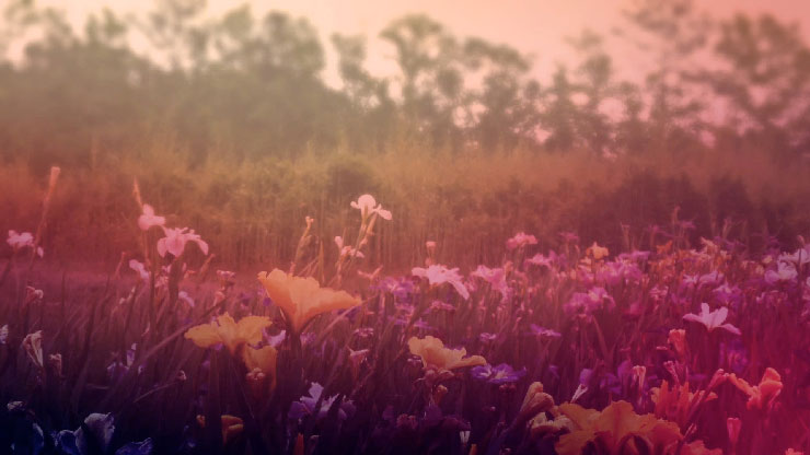 Wildflower Collection: 1