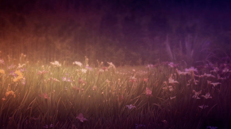 Wildflower Collection: 2