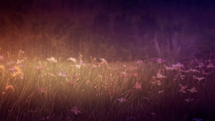 Wildflower Collection: 2